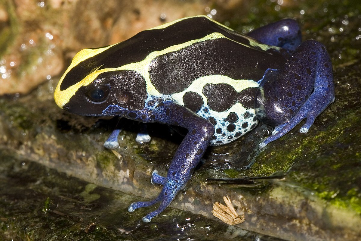 Dendrobate à tapirer