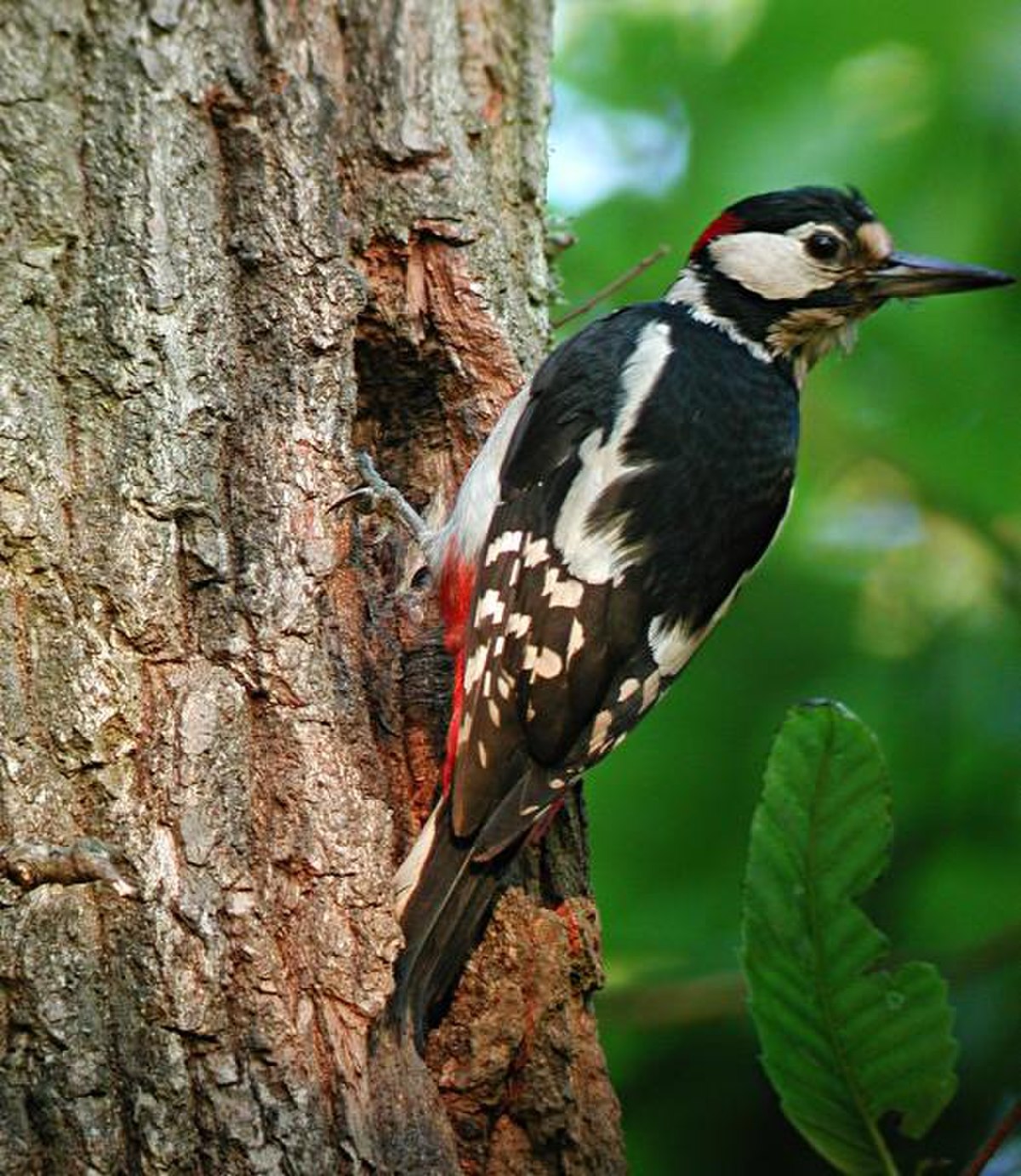 Dendrocopos