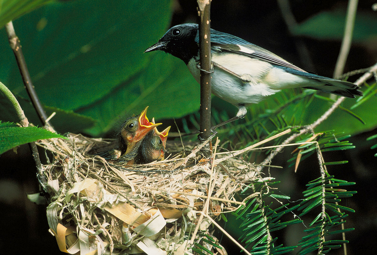 Paruline bleue
