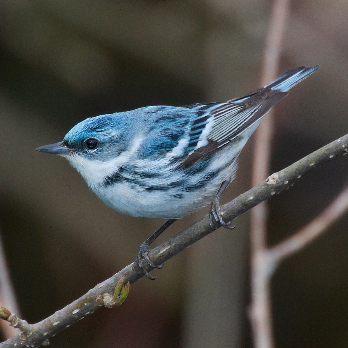 Paruline azurée