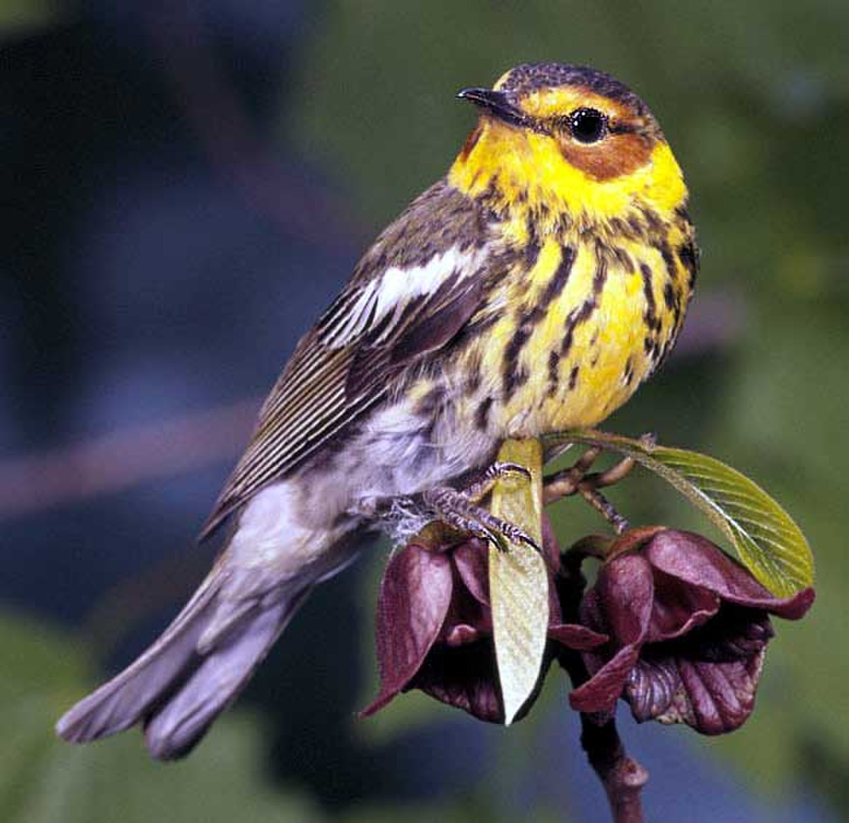 Parulidae