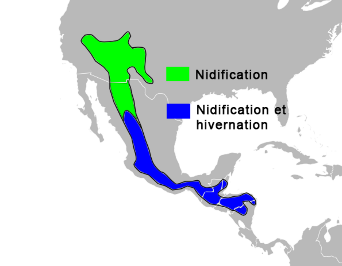 Répartition de la Paruline de Grace