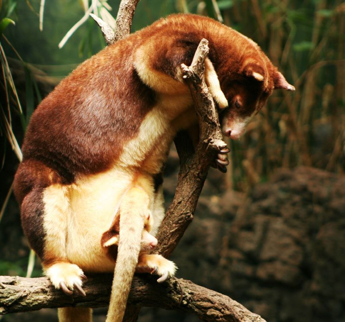 Dendrolague de Matschie
