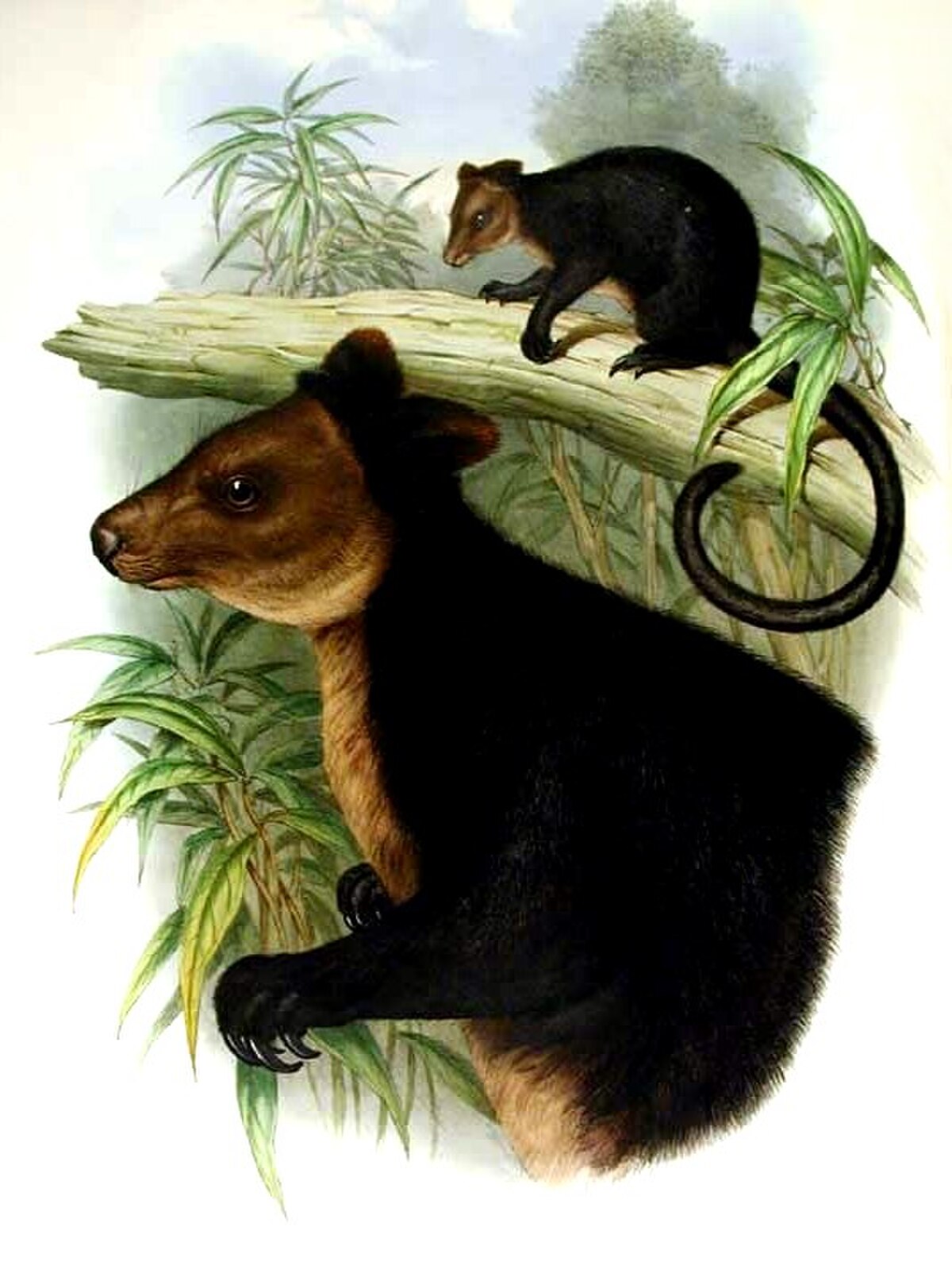 Dendrolagus ursinus
