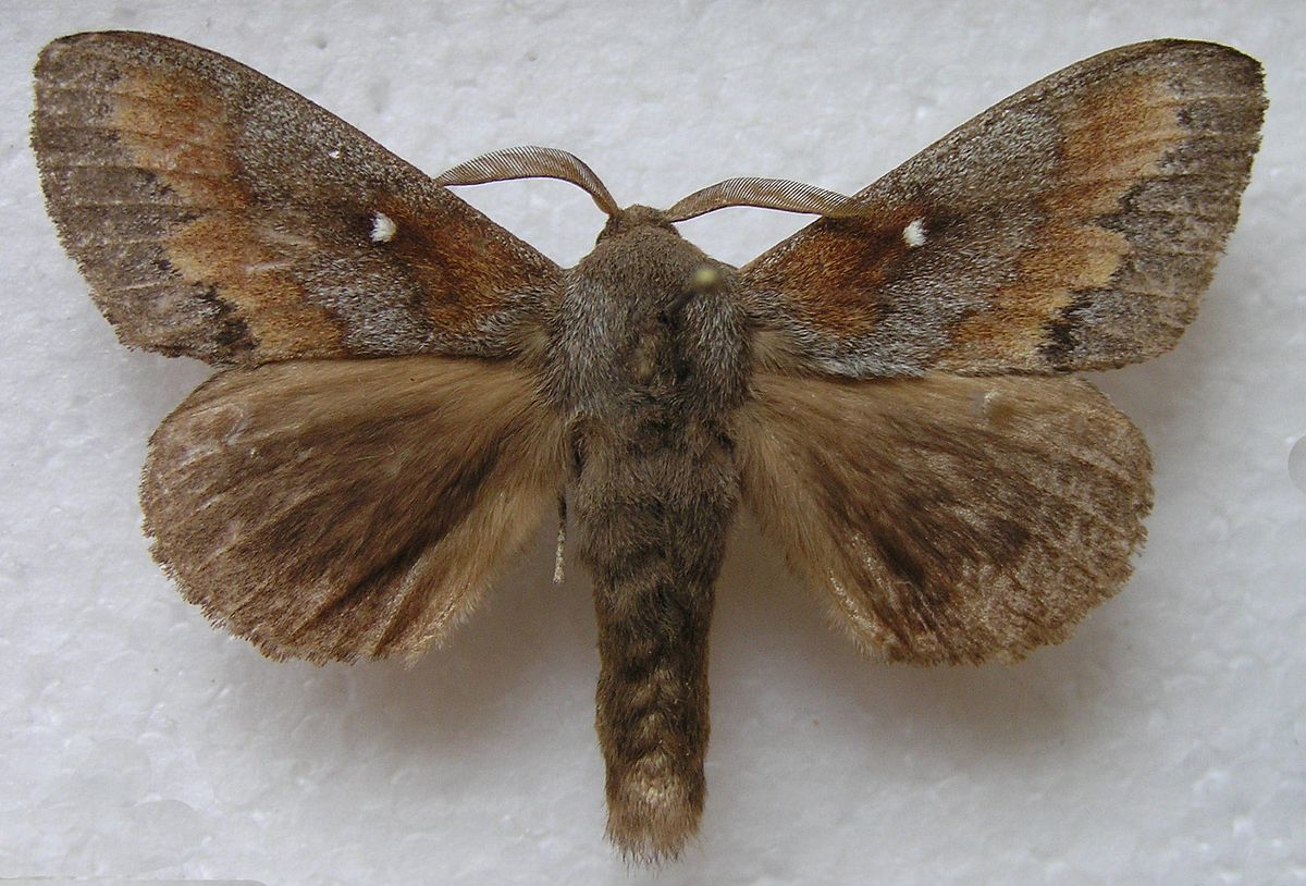 Bombyx du pin