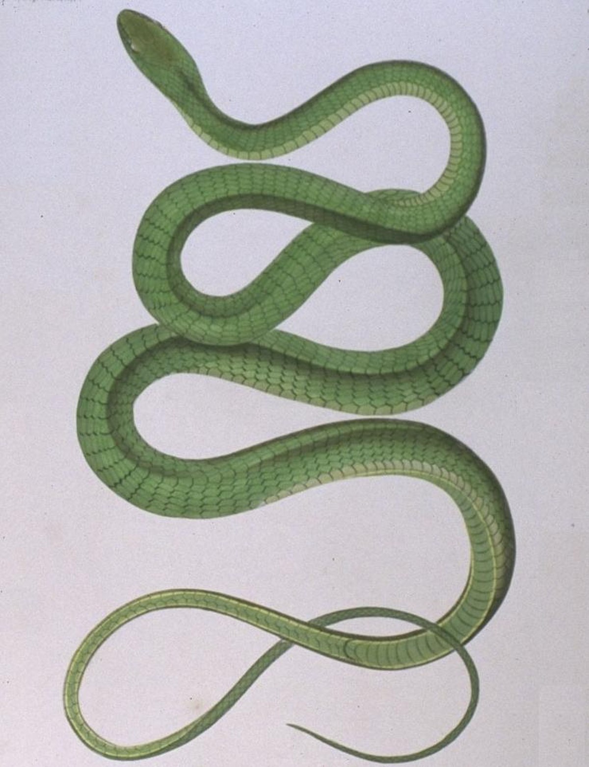 Dendrelaphis