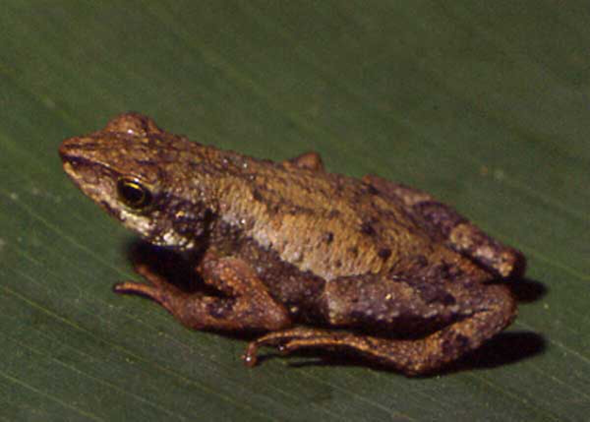 Dendrophryniscus