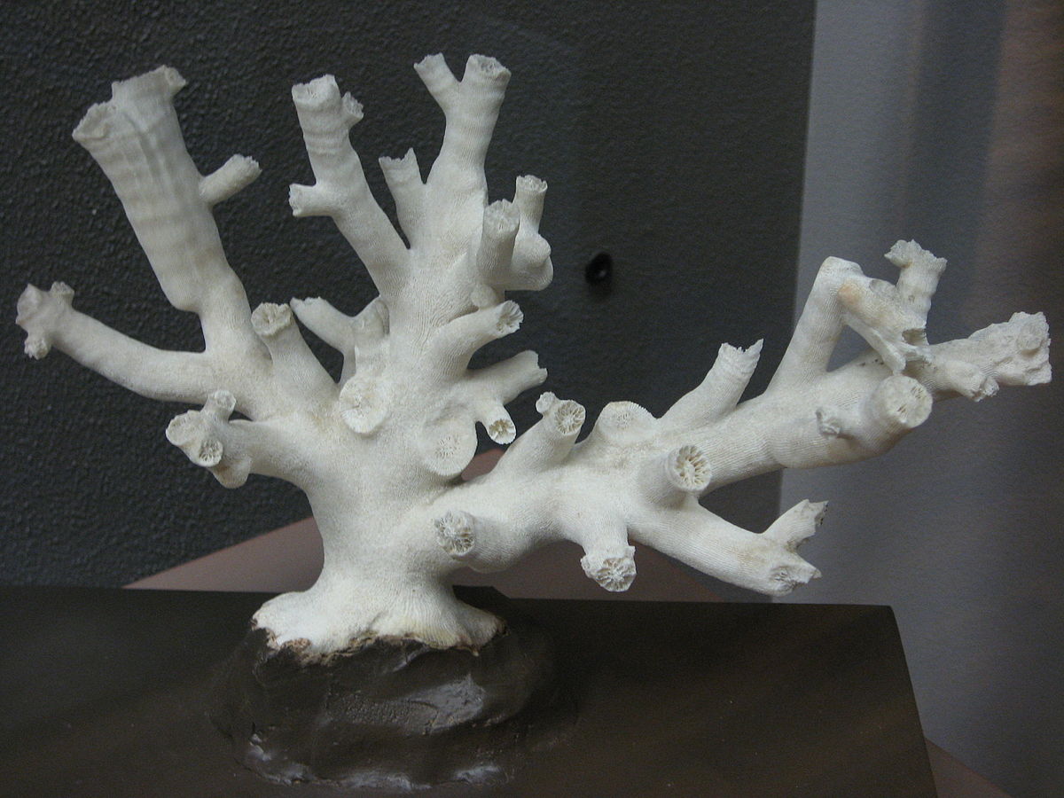 Dendrophyllia