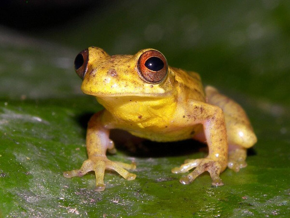 Dendropsophus bogerti