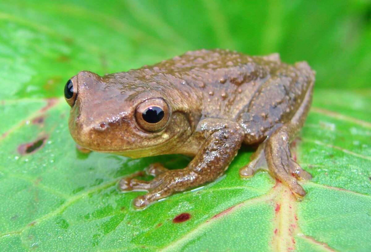 Dendropsophus columbianus