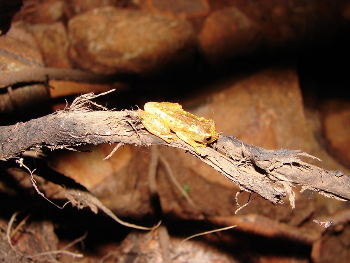 Dendropsophus cruzi