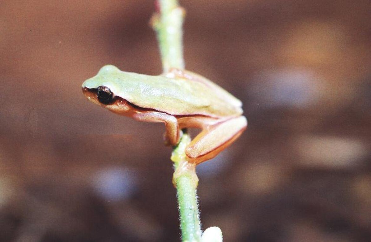 Dendropsophus jimi