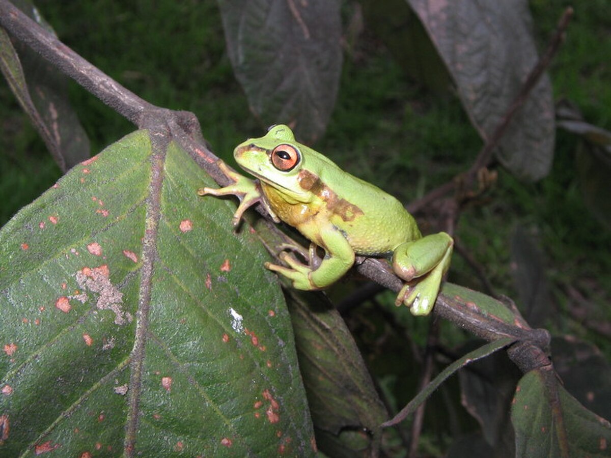 Dendropsophus labialis
