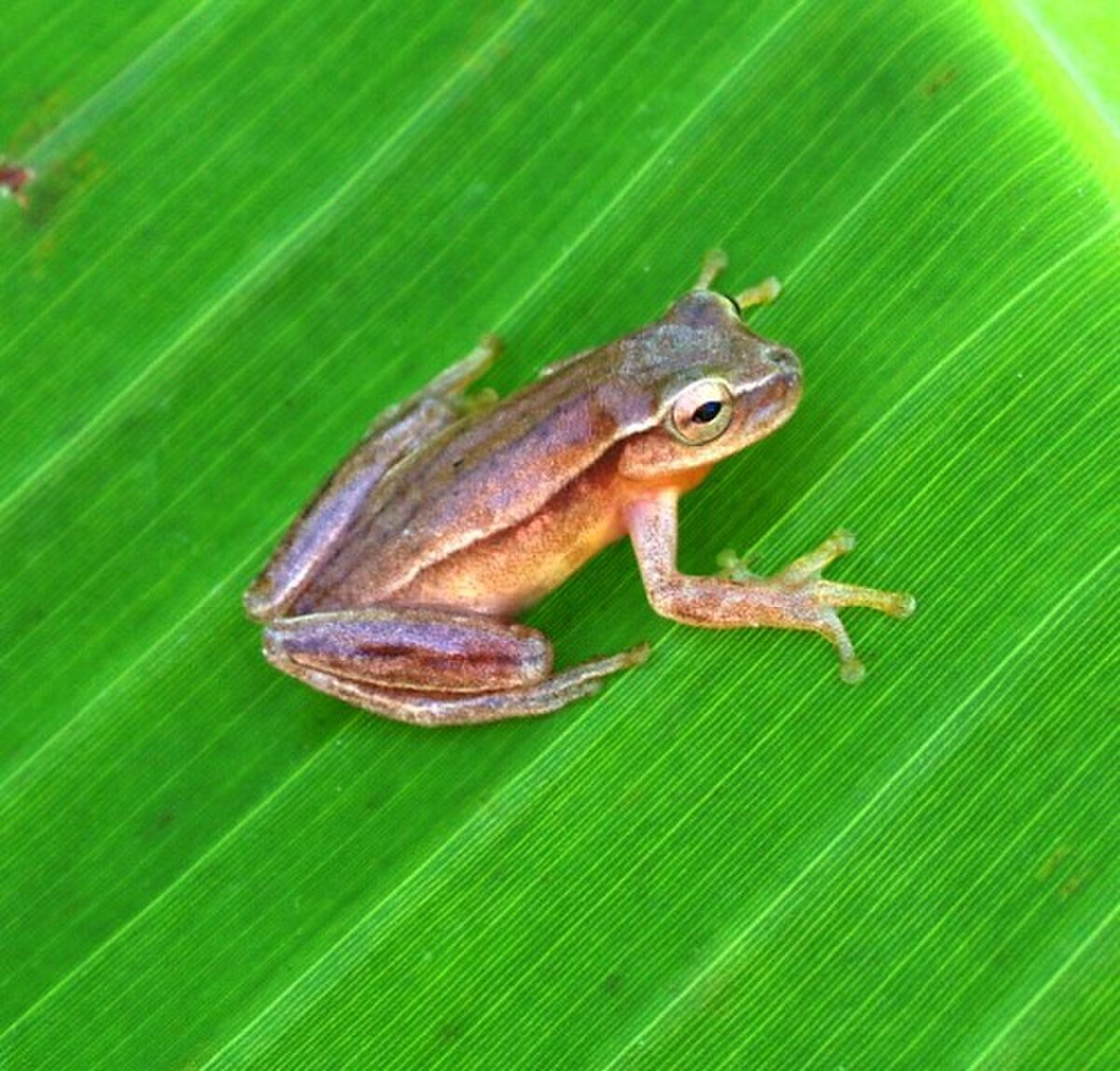 Dendropsophus
