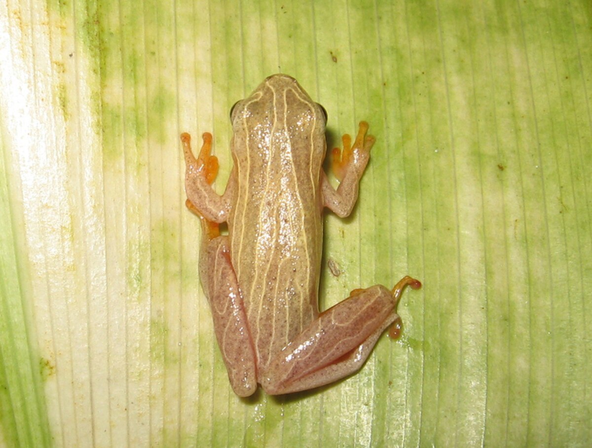 Dendropsophus minutus