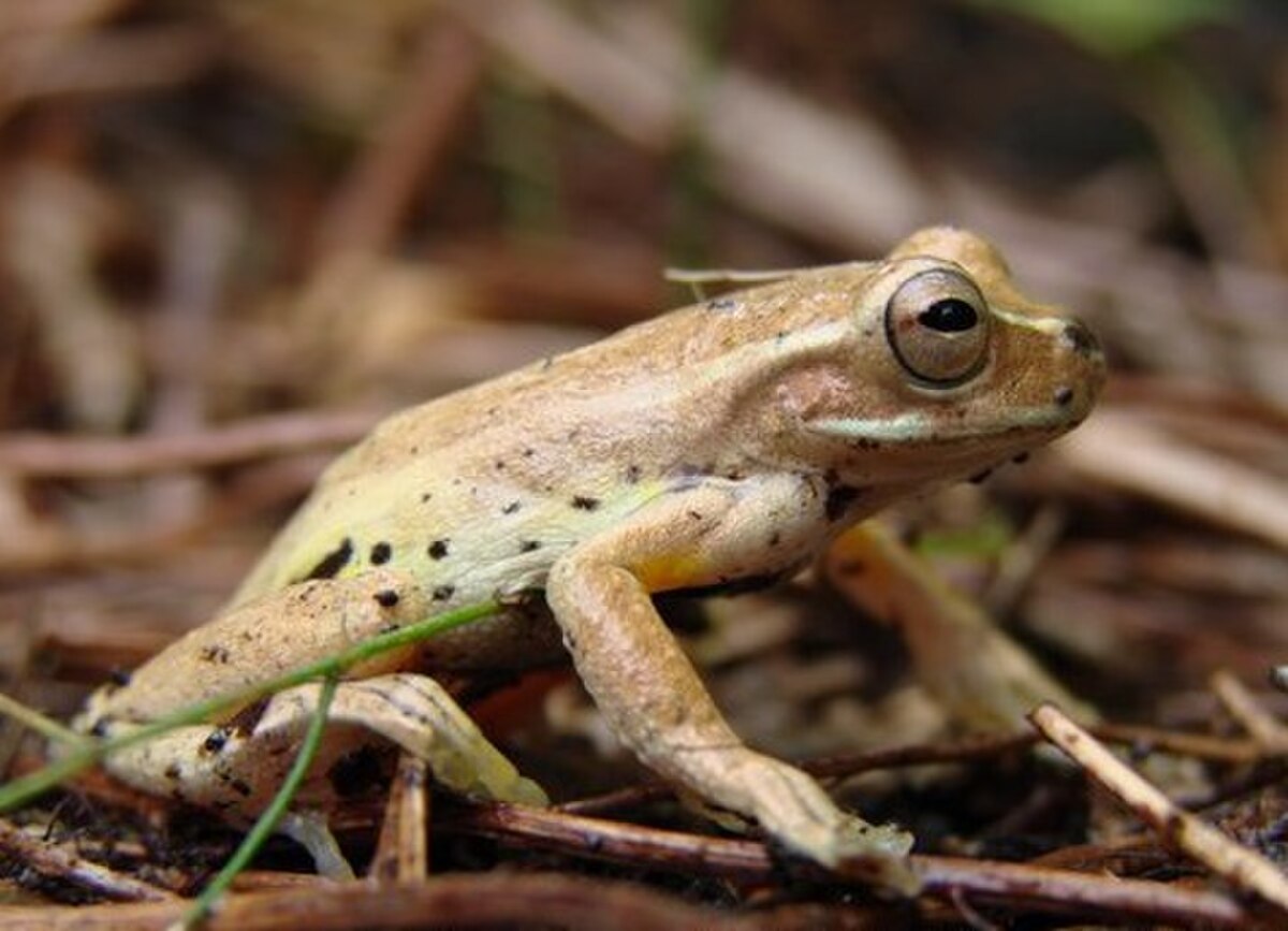Dendropsophus padreluna