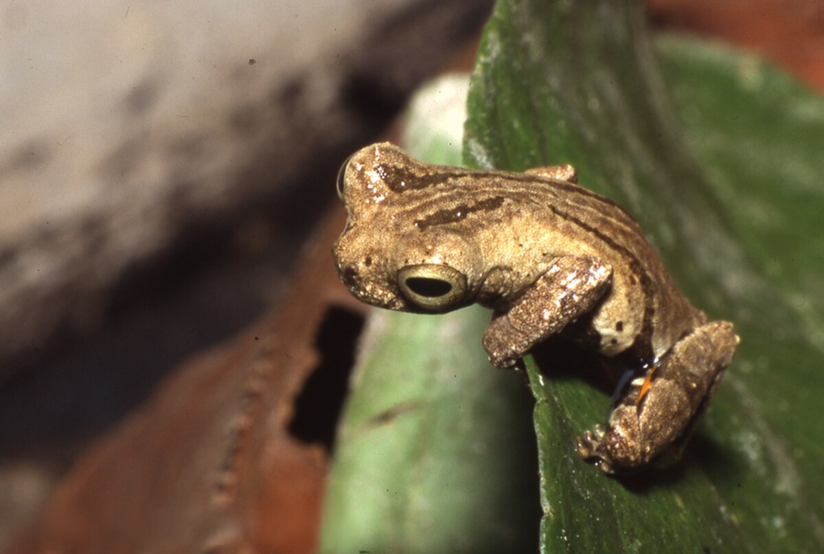 Dendropsophus parviceps