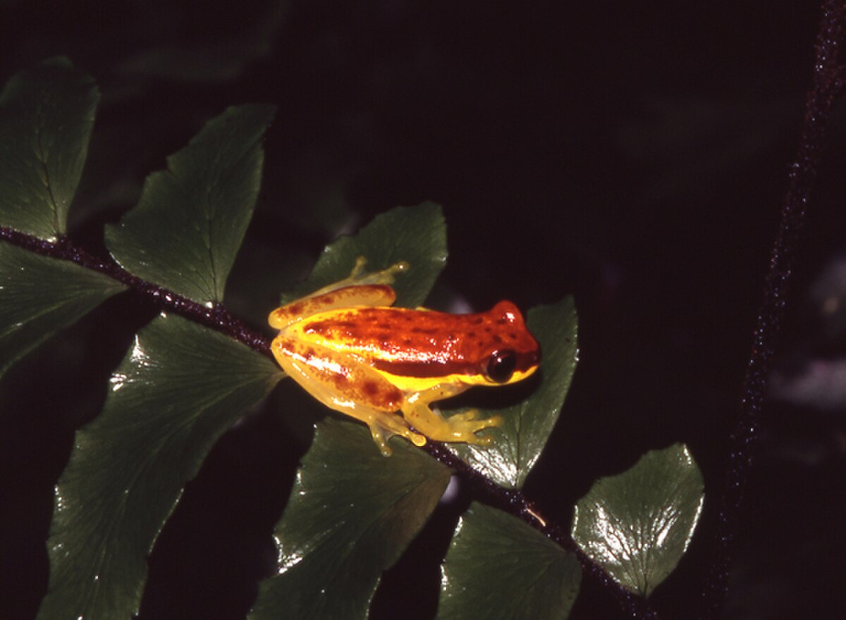 Dendropsophus rhodopeplus