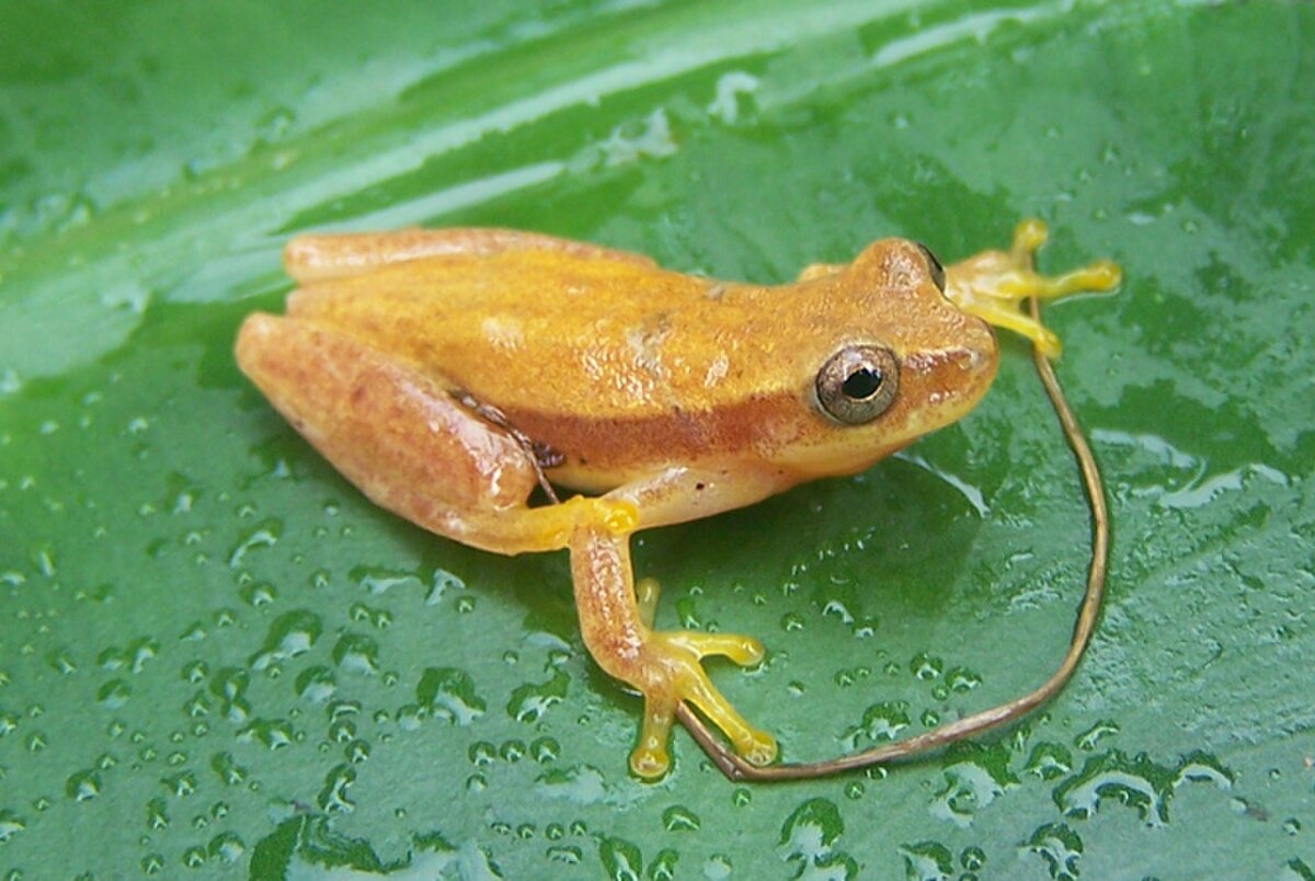 Dendropsophus robertmertensi