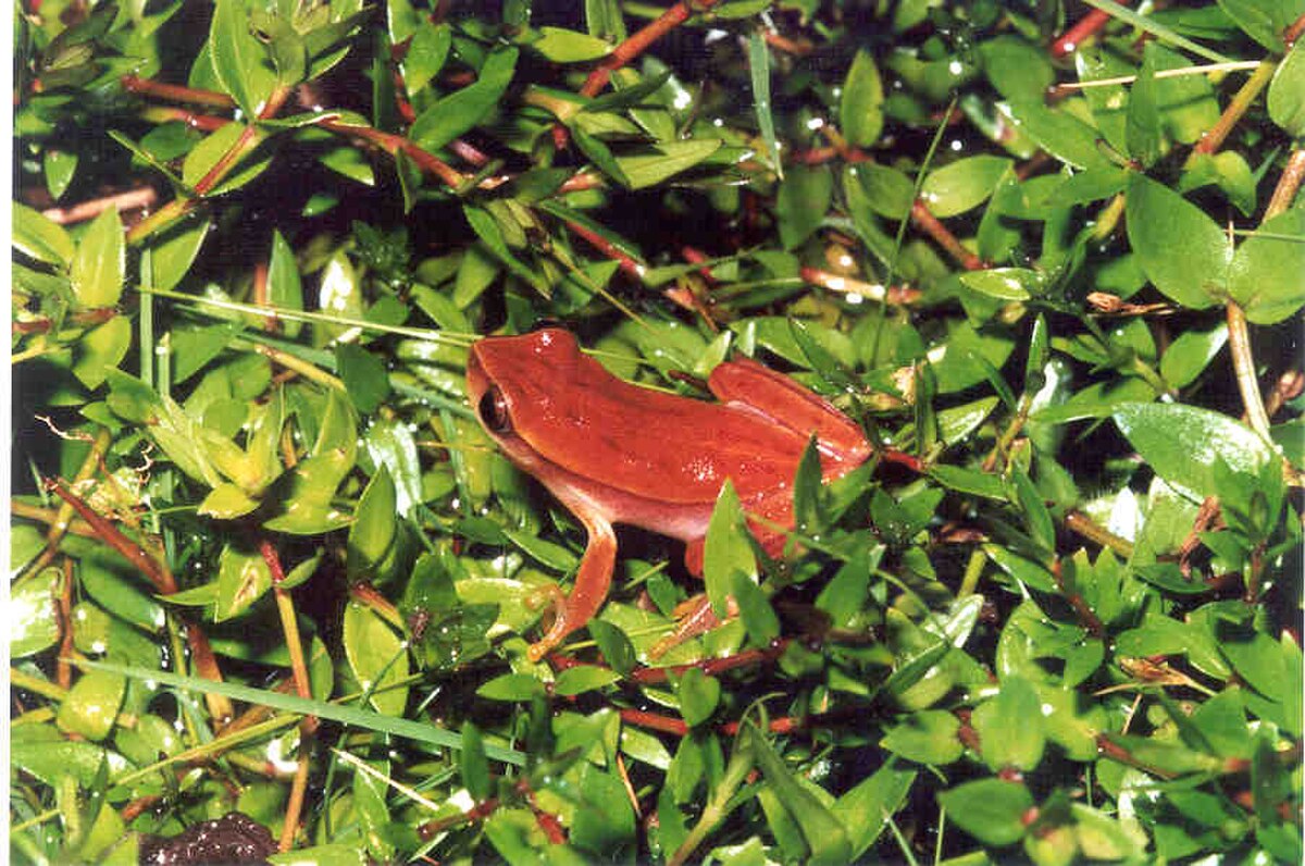 Dendropsophus rubicundulus