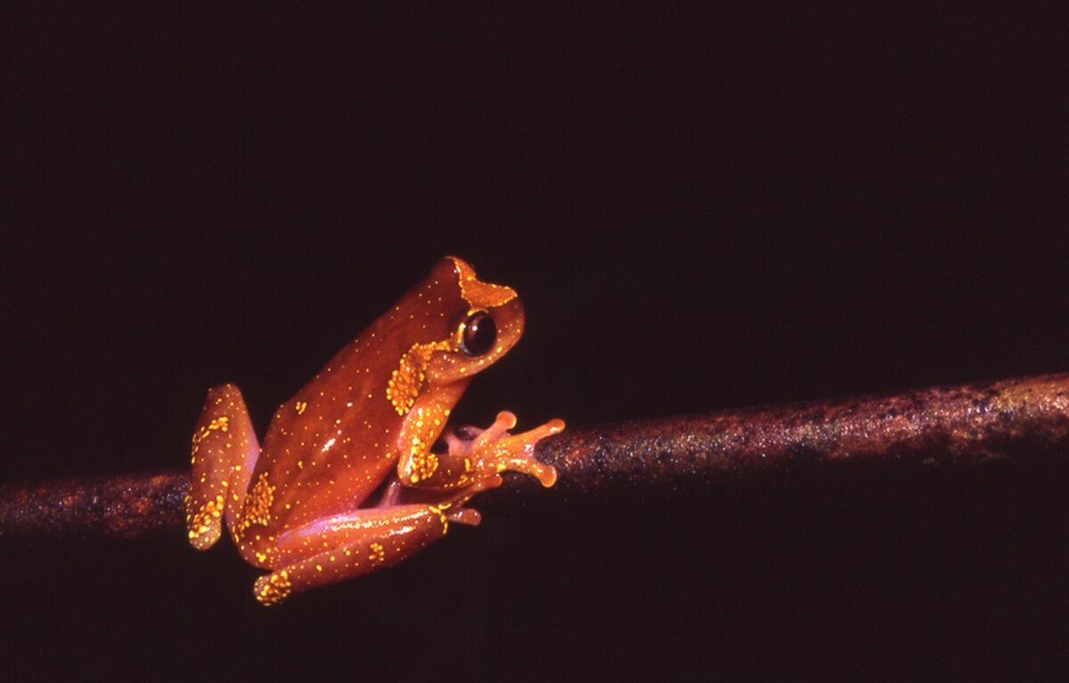 Dendropsophus sarayacuensis
