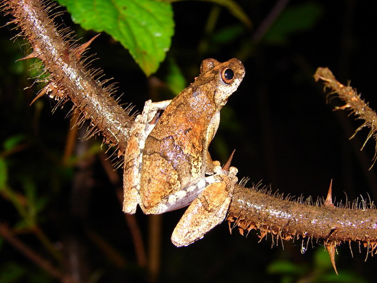 Dendropsophus soaresi