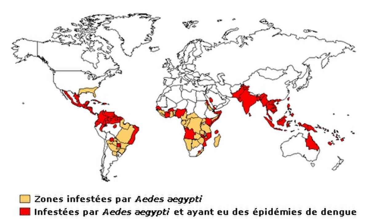Dengue