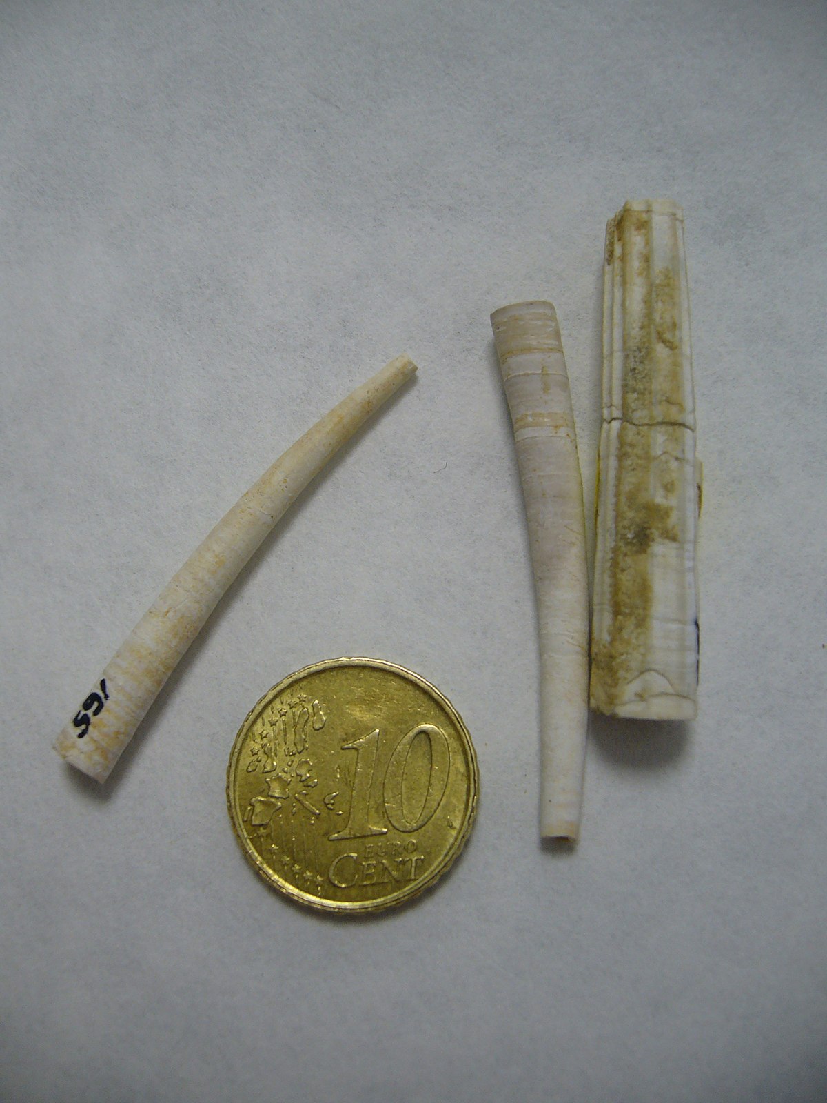 Dentalium