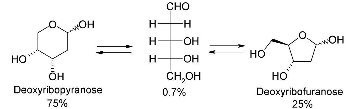 Équilibre chimique des conformation du désoxyribose.