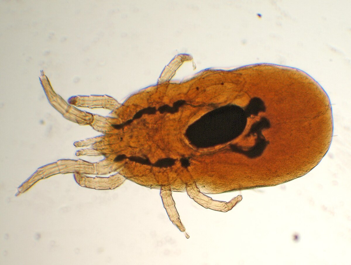Dermanyssus