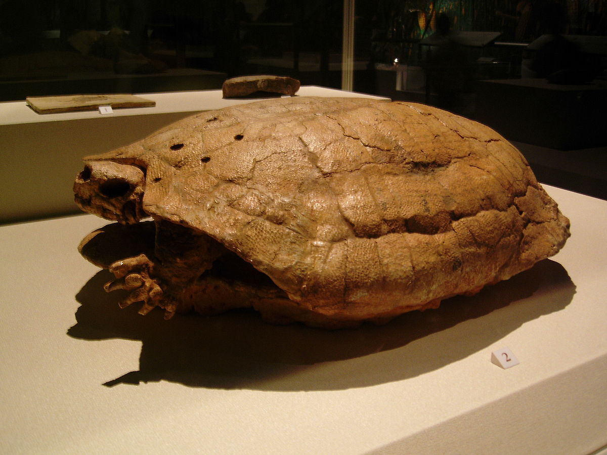 Dermatemys mawii