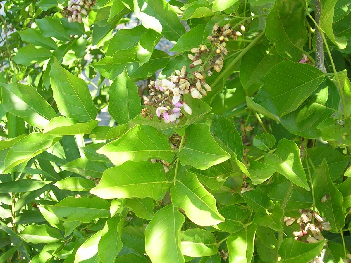 Millettia pinnata