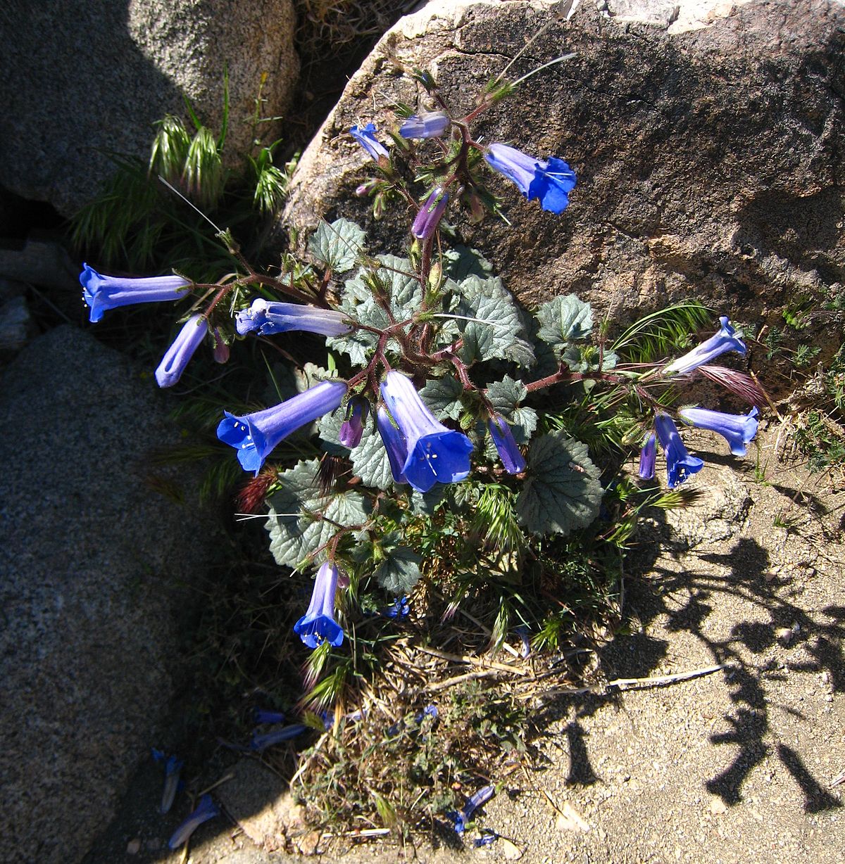 Phacelia campanularia