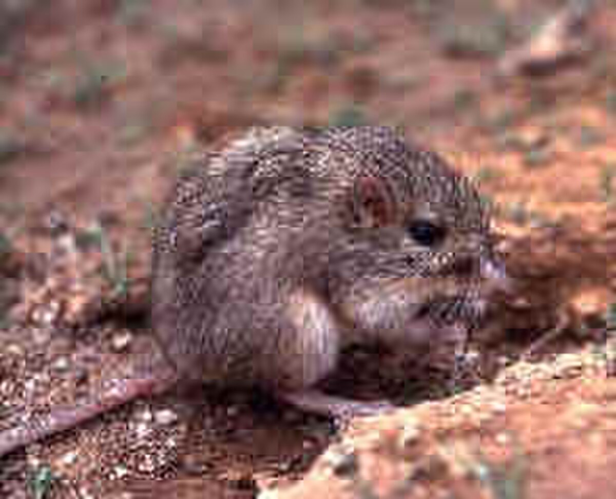 Chaetodipus penicillatus
