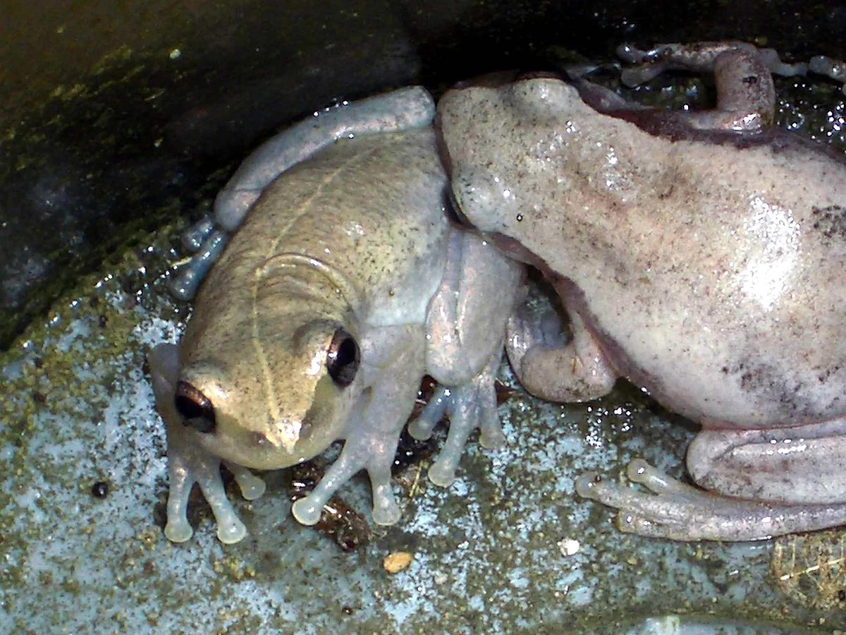 Litoria rubella