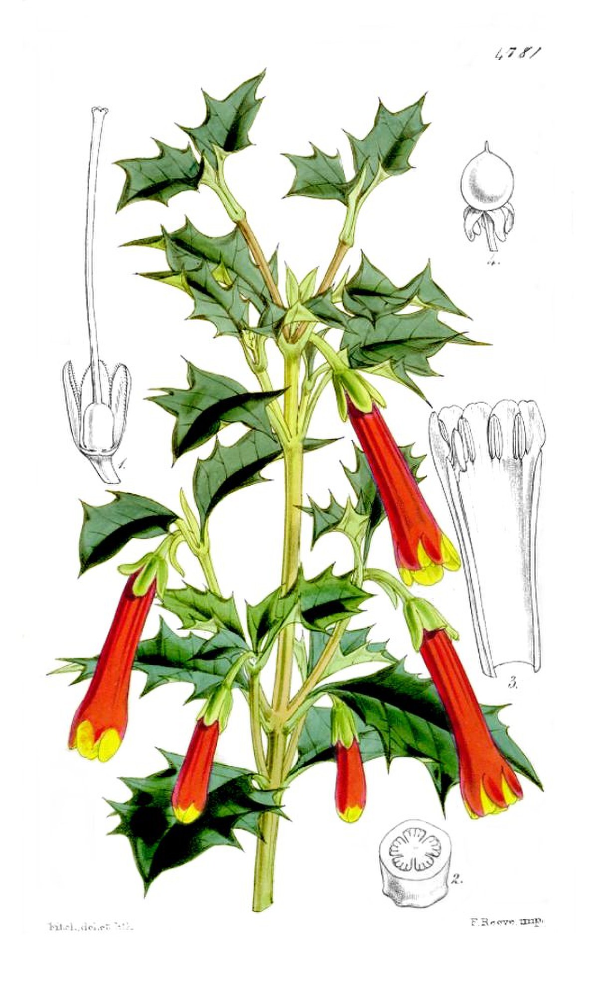 Columelliaceae