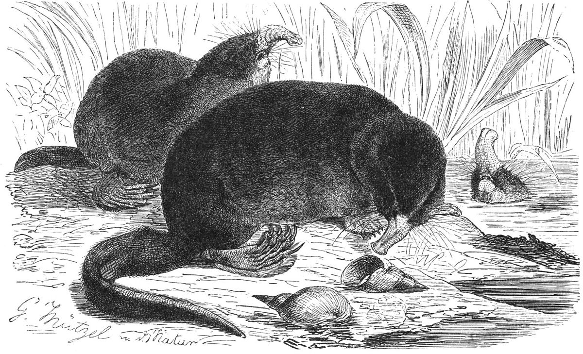 Desmaninae