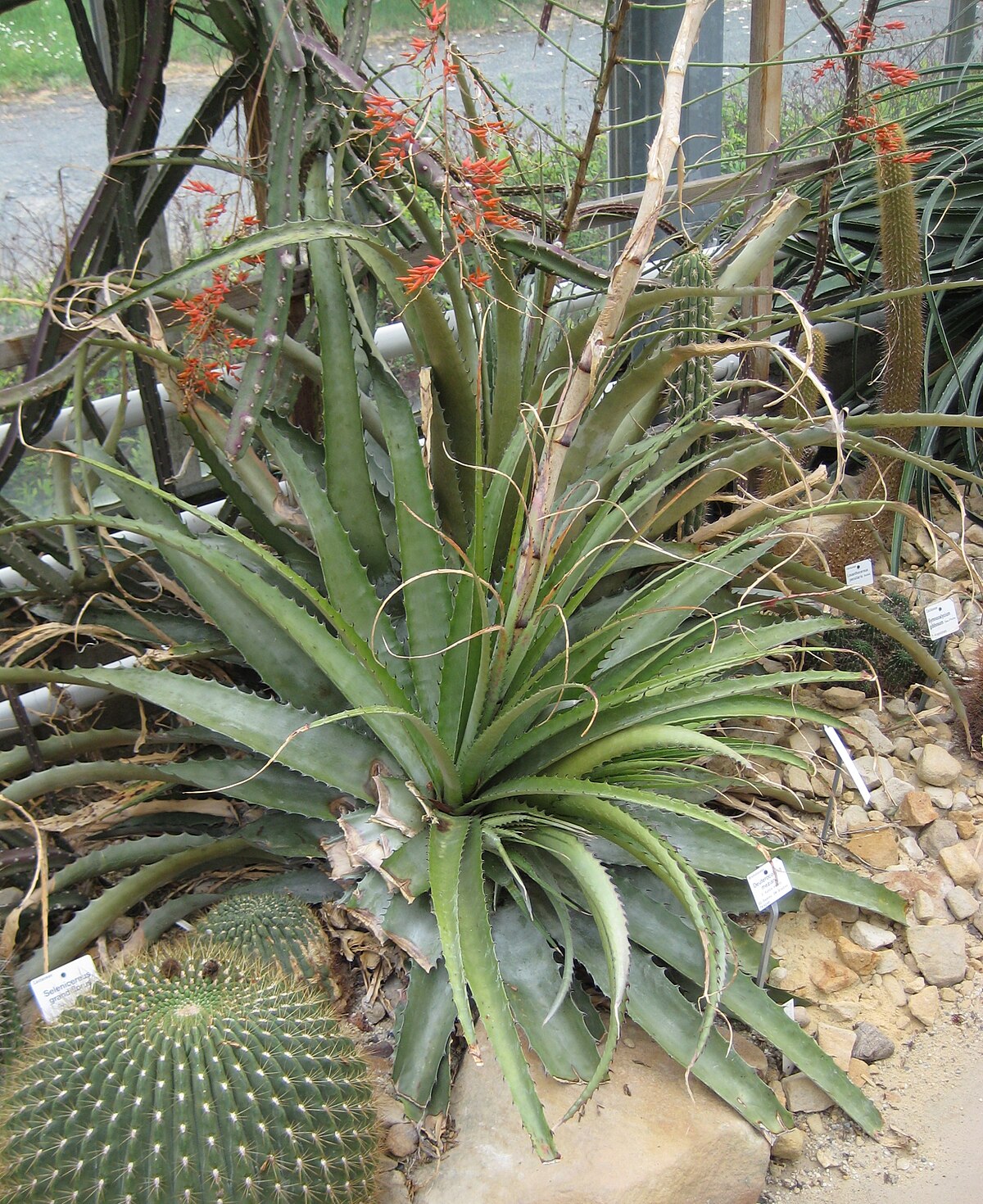 Deuterocohnia