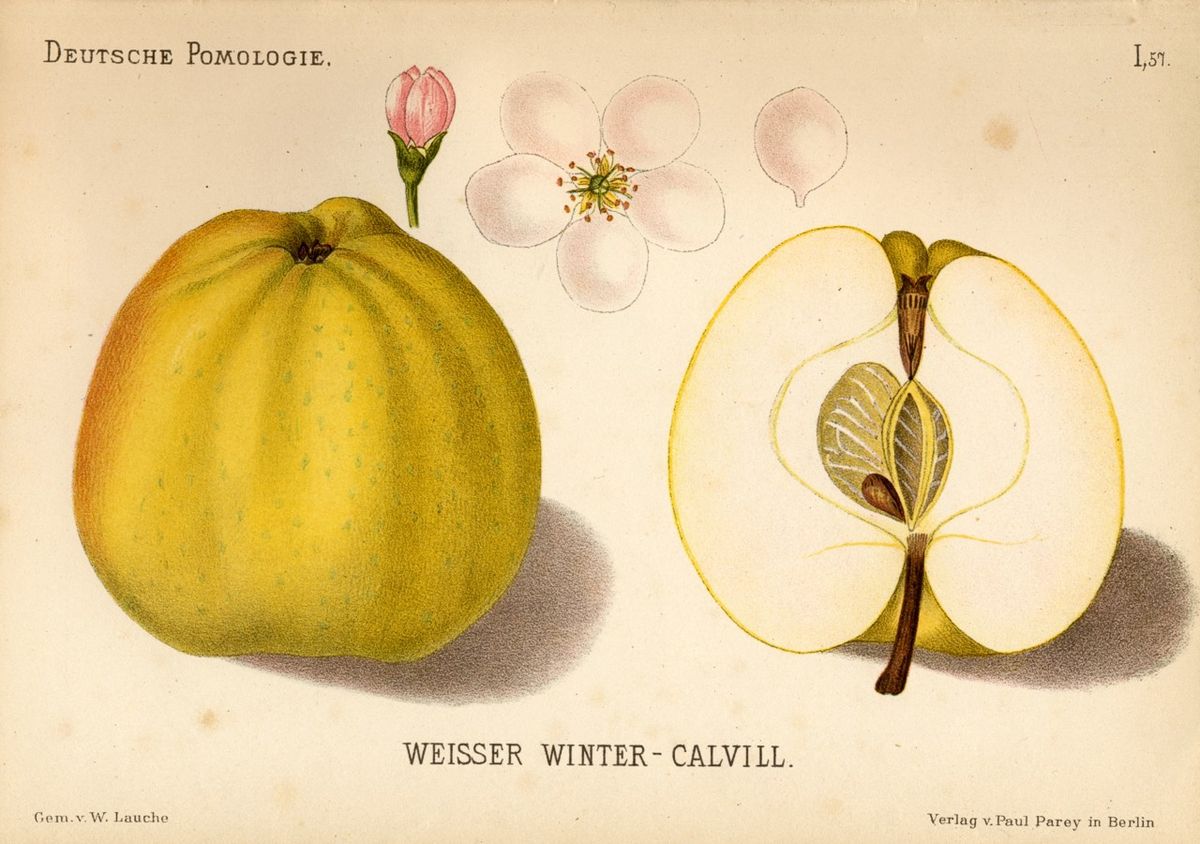 Calville blanc d'hiver