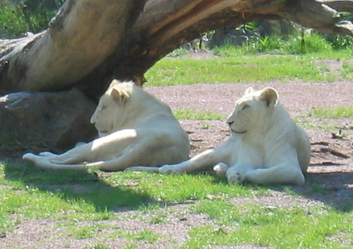 Lion blanc