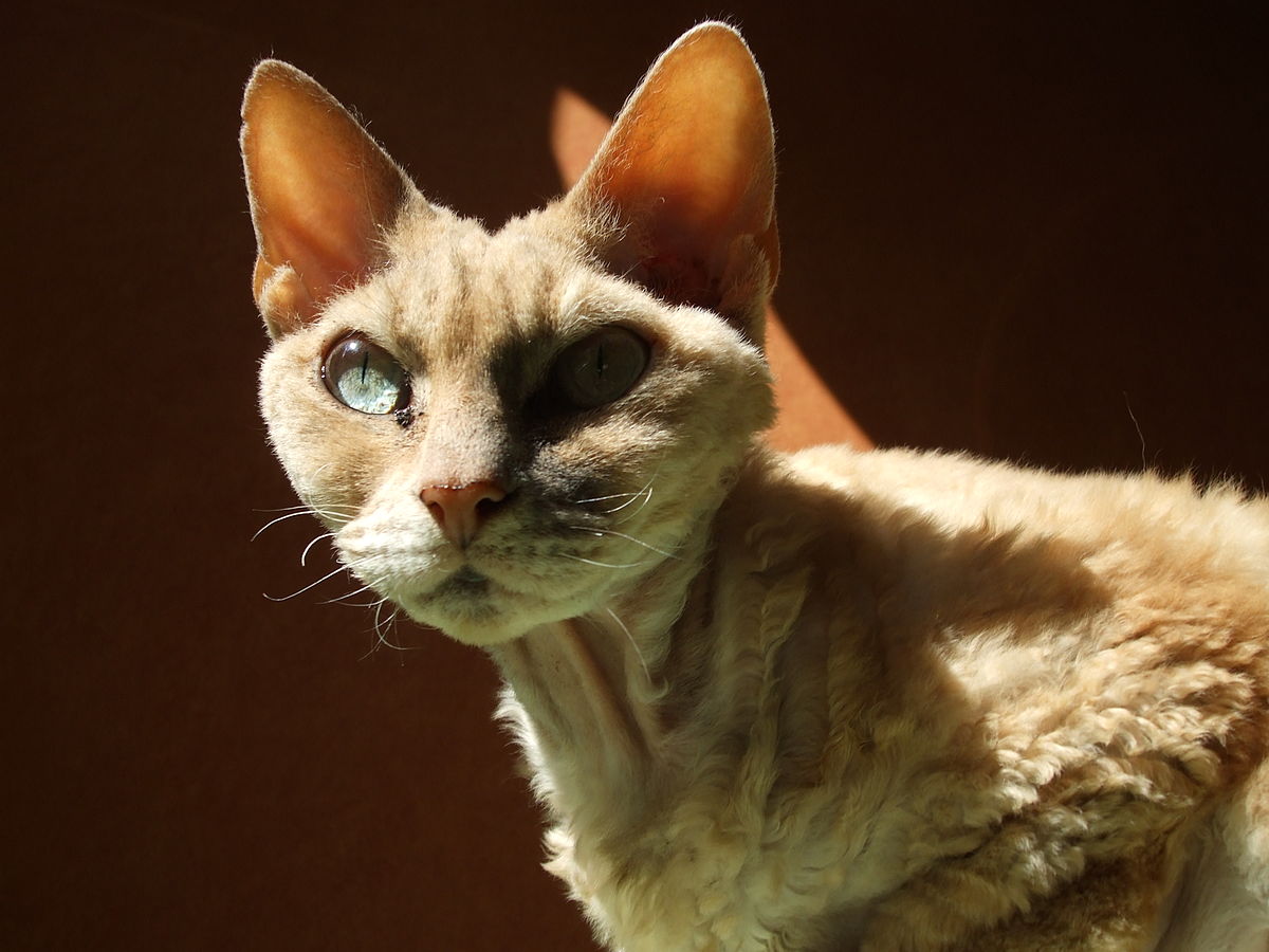 Devon rex