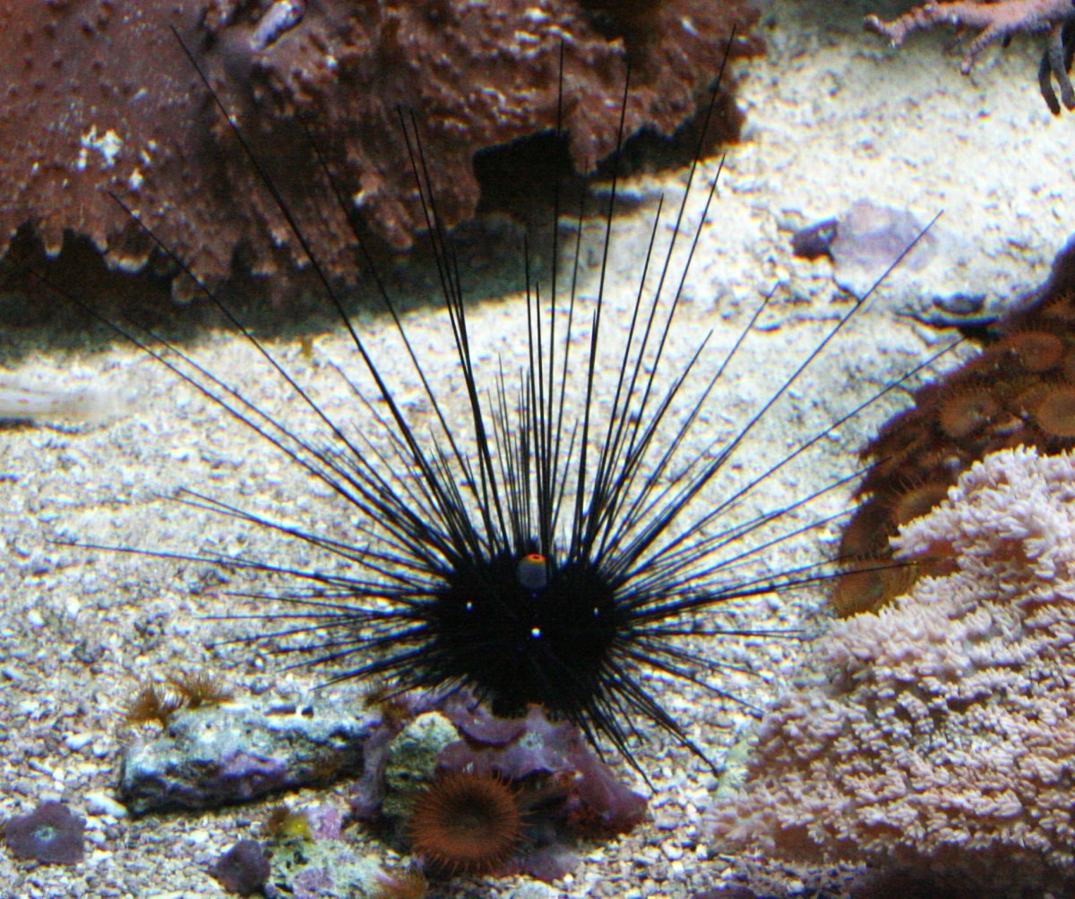 Diadematidae