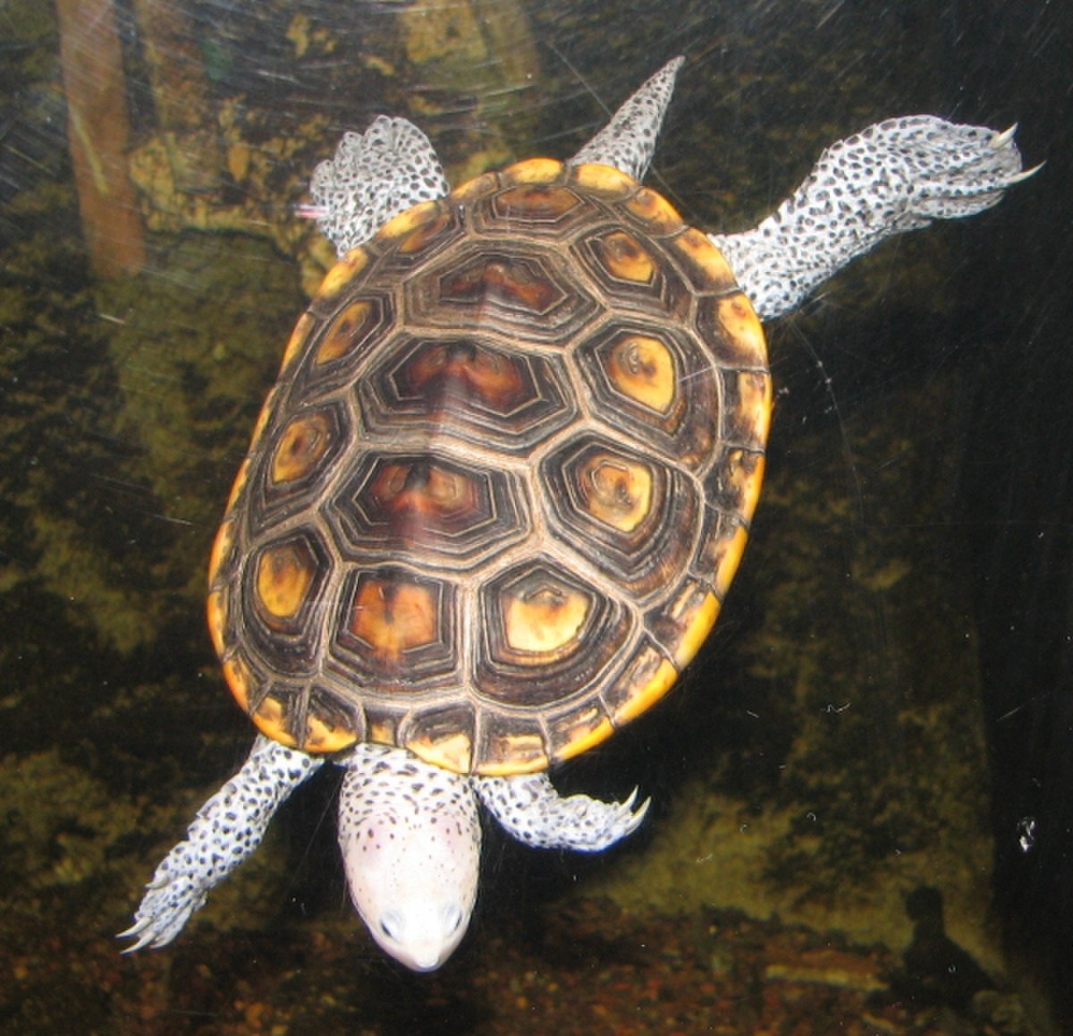 Malaclemys terrapin
