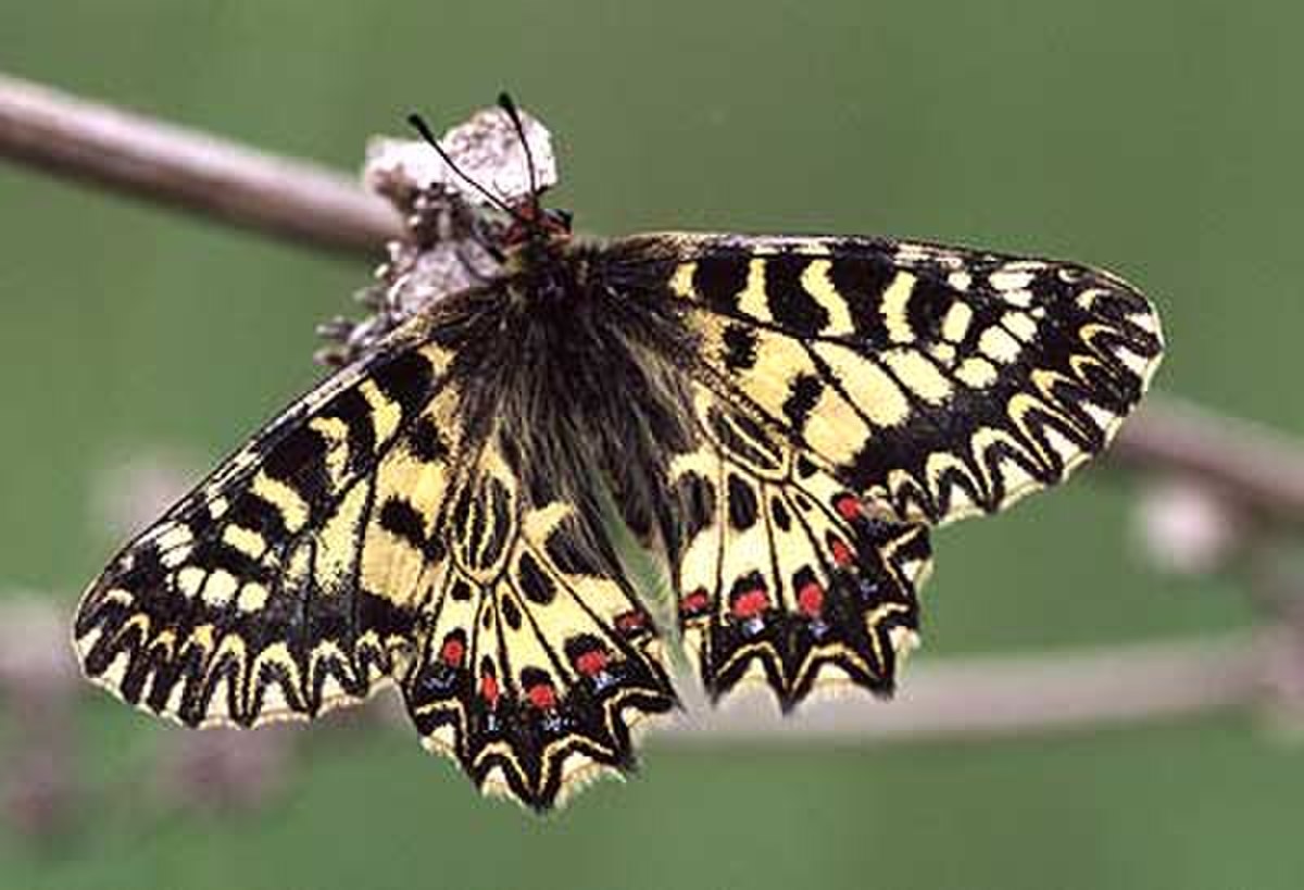 Diane (papillon)
