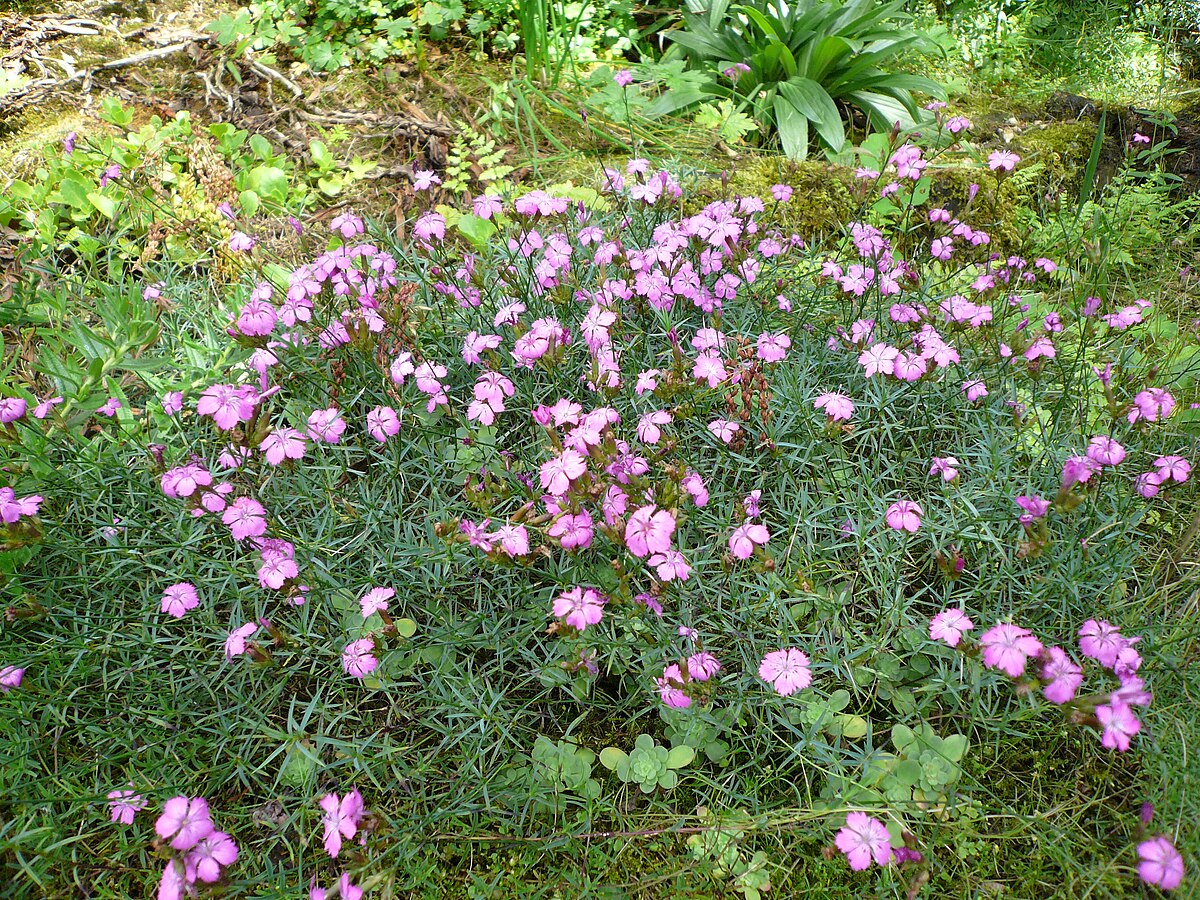 Dianthus
