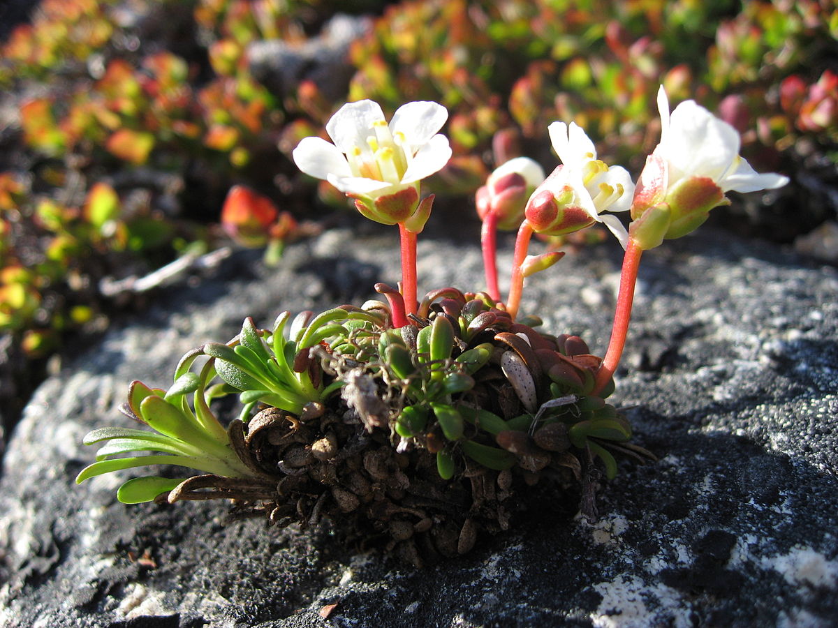 Diapensia