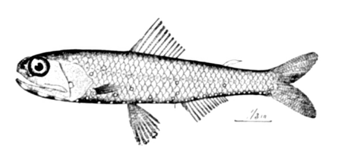 Diaphus
