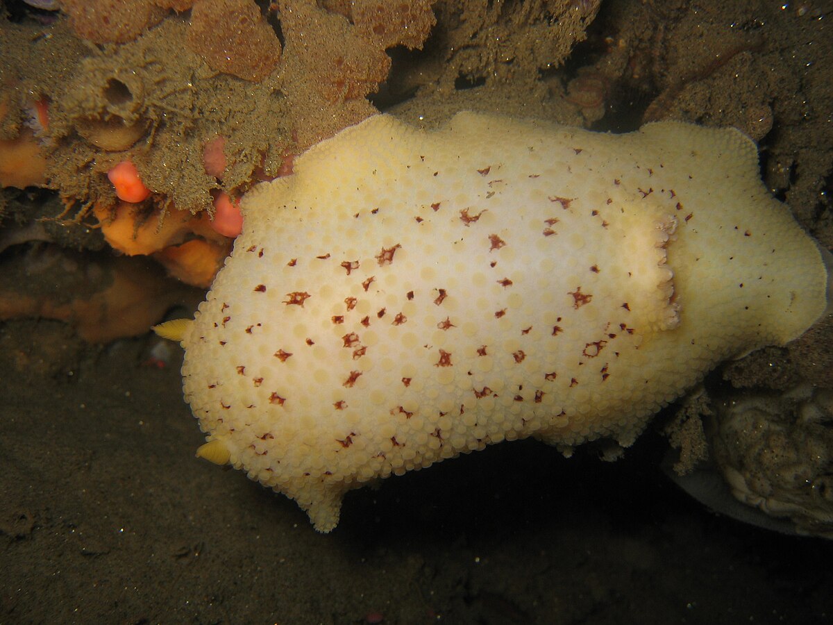 Dorididae