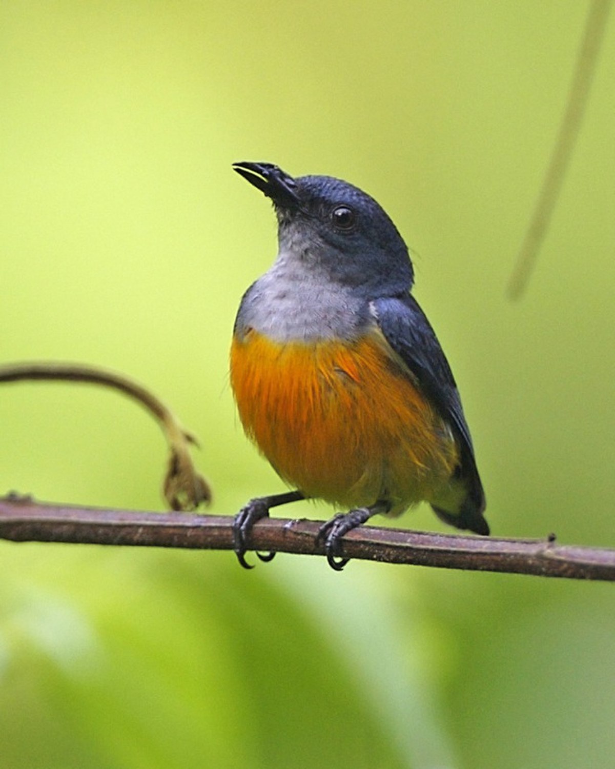 Dicée à ventre orange