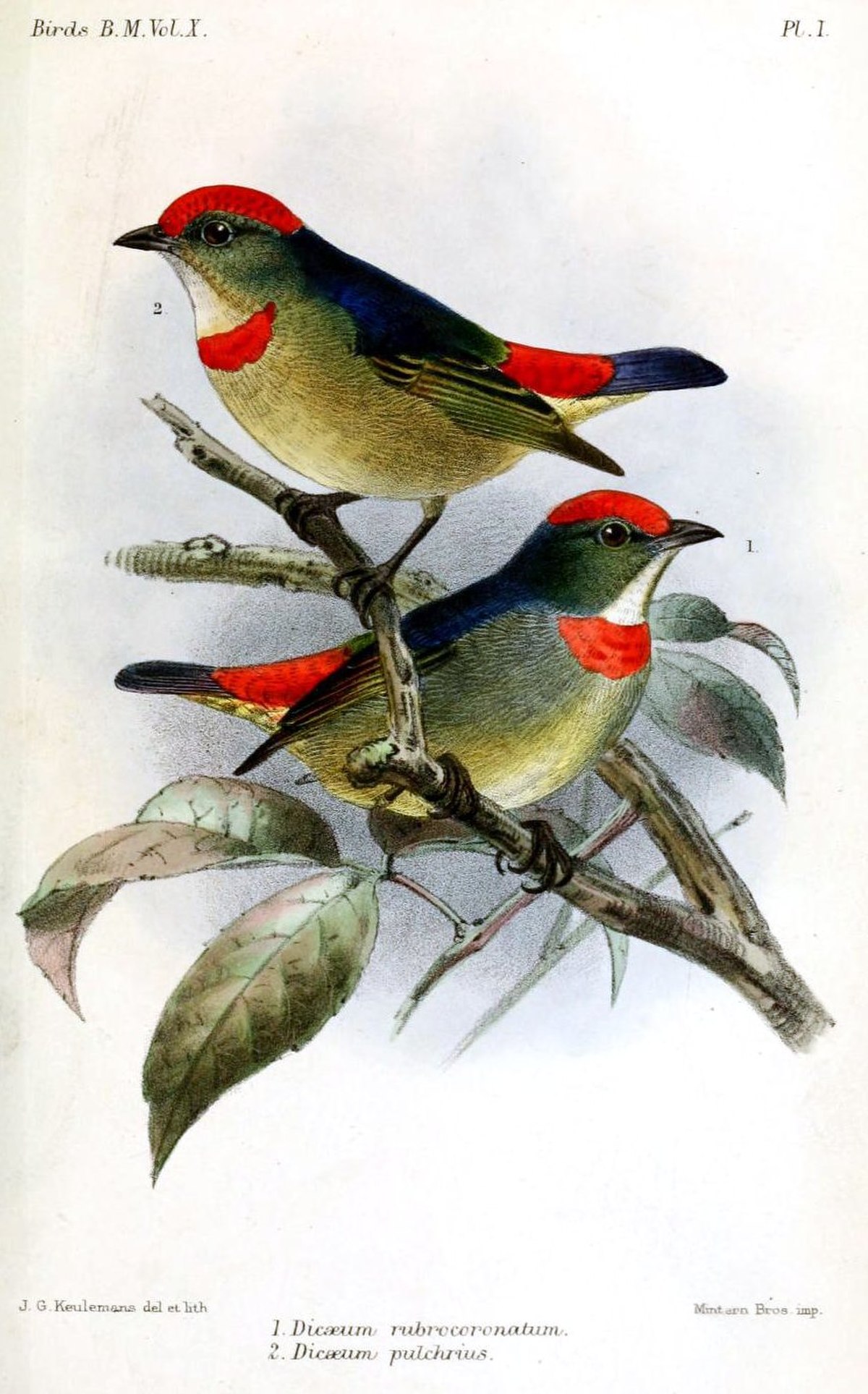 Dicée de Geelvink